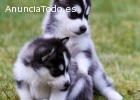 2 cachorros azul magnífico ojo Husky sib