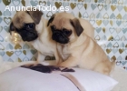 2 perritos del barro amasado gratis