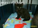 Gatita negra de dos meses busca hogar