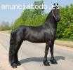 caballos frisones regalar precios