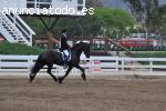 Excellente caballo frison por € 650