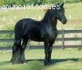 castrado friesian gran y apasionado para un nuevo hogar.