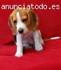 beagle adorable cachorro para su aprobación