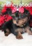 Cute Tea Cup Yorkie Puppies for Sale