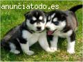 Husky Siberiano Cachorros