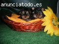 Yorkshire cachorros para nuevo hoga