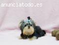 Yorkie cachorros para su aprobación