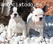 Calidad Cachorros bulldog francés!