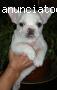 Preciosos Bulldog frances de solo 2 meses