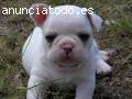 PRECIOSOS CACHORROS DE BULLDOG FRANCES