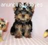 Los mejores yorkshire , cachorro de pur