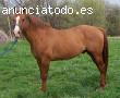 El caballo masculino Venta