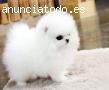 libre juguete pomeranian cachorro en ado