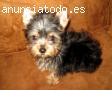 REGALO CACHORRITOS MINIS Y TOYS CON PEDI