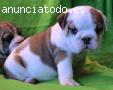 Bulldog ingles para adopcion