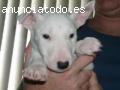 BULL TERRIER MINIATURA ESPECTACULAR CAMA