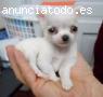 Excelentes Cachorros di chihuahua Mini