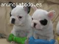 Cachorros de bulldog francés