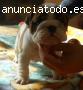 bulldog ingles