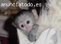 Lindo bebê macaco capuchinho Adoção.