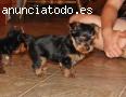 Cachorros de yorkshire toy disponibles