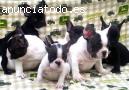 Bulldog francés cachorros para adopción
