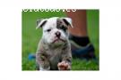 Bulldog ingles cachorros