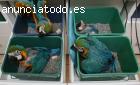 hermosos bebés azules y oro guacamayo lo