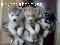 Cachorros puros de husky siberiano, sibe