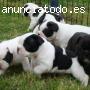 cachorros Bulldog Frances en Adopcion
