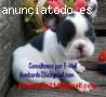 Bulldog Frances en Venta o Adopcion