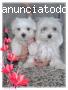 CAMADA DE BICHON MALTES