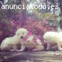 Cachorros Samoyedo 100% Puros Disponible