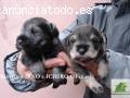 cachorritos schnauzer miniatura