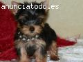 Regalo mini yorkshire terrier yorkie con