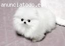 Cachorros Blanco Pomeranian