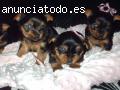 Todavía tenemos Yorkshire terrier cachor