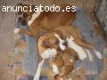 preciosos cachorros boxer en adopción