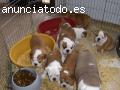 Autenticos cachorros de bulldog ingles d