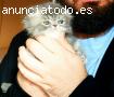 GatitoPerfoldDisponible.PedigreeWCF.PKD-
