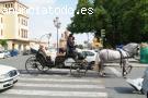 Coches de caballos para bodas.