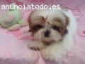 Inicio entrenado Shih Tzu