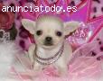 Cachorros de chihuahuas disponibles.