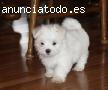 Cachorros Bichon maltes para su adopcion