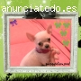 puppydiamond chihuahuas exclusivos