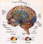 DIPLOMADO TRASTORNOS DEL NEURODESARROLLO