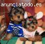 Yorkie cachorros para el nuevo hogar