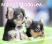 Cachorros chihuahuas miniaturas exclusivos nacionales