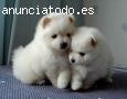 pomerania excelente calidad