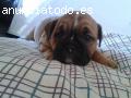 cachorros bulldog ingles